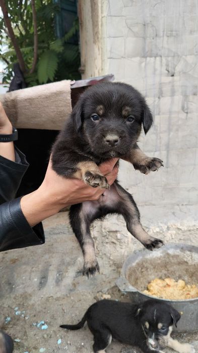 Відам цуценят в добрі руки