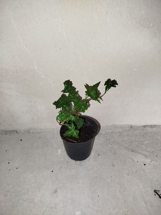 Калла Ефіопська, дифінбахія, плющ