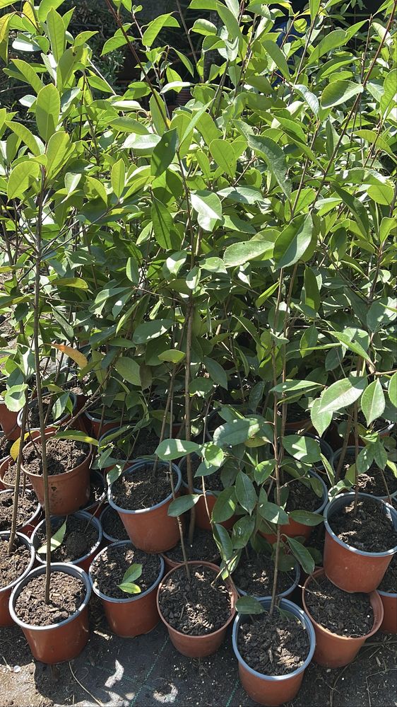 Photinia Red Robin