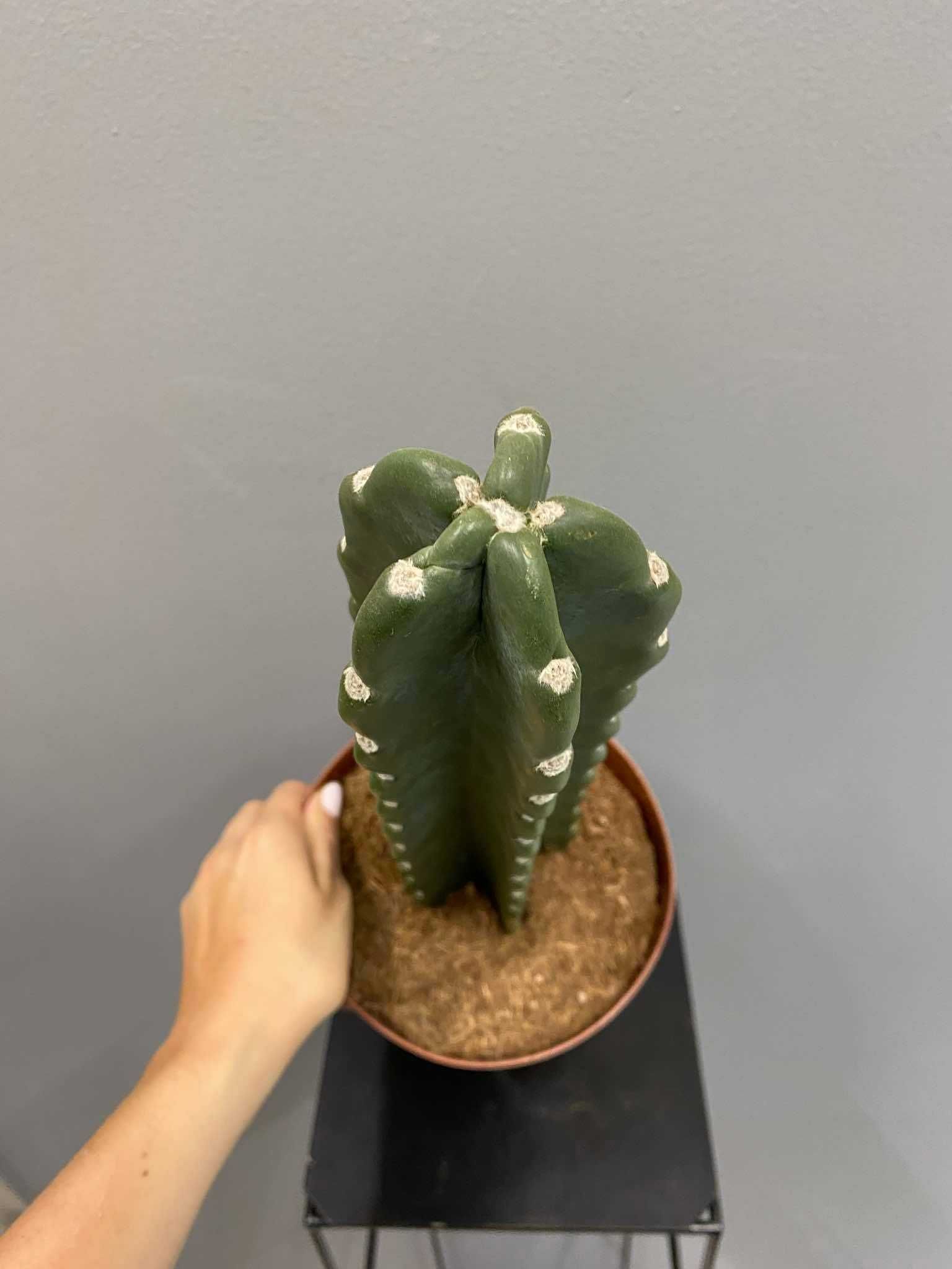 Cactus Cuddly - ( bez kolców) 17 cm doniczka