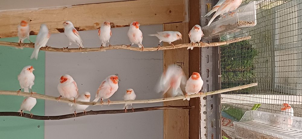 Canarios lipocromo vermelho