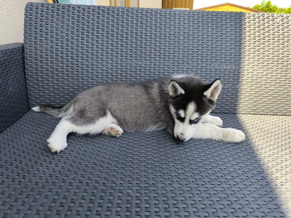 Suczka syberyjski husky