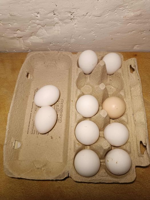 Jajka wiejskie od młodych kur