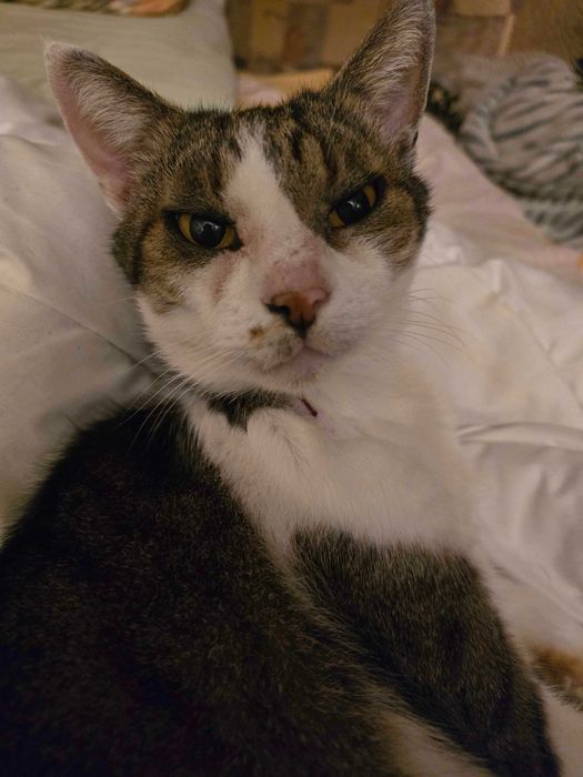 Віддам у добрі руки кішку на ім’я Тесі!