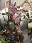 Hoya pusilla Malaysia