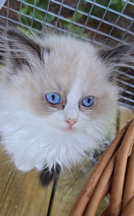 Przesłodka kotka Ragdoll Jadwiga Na Kujawach*PL