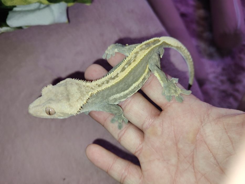 Gekon orzęsiony samiec dorosły