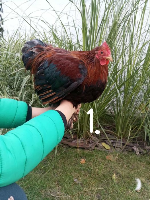 Koguty ozdobne roczne