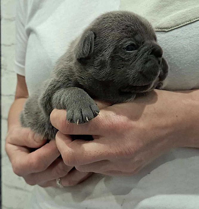 Buldog francuski niebieski piesek blue do rezerwacji