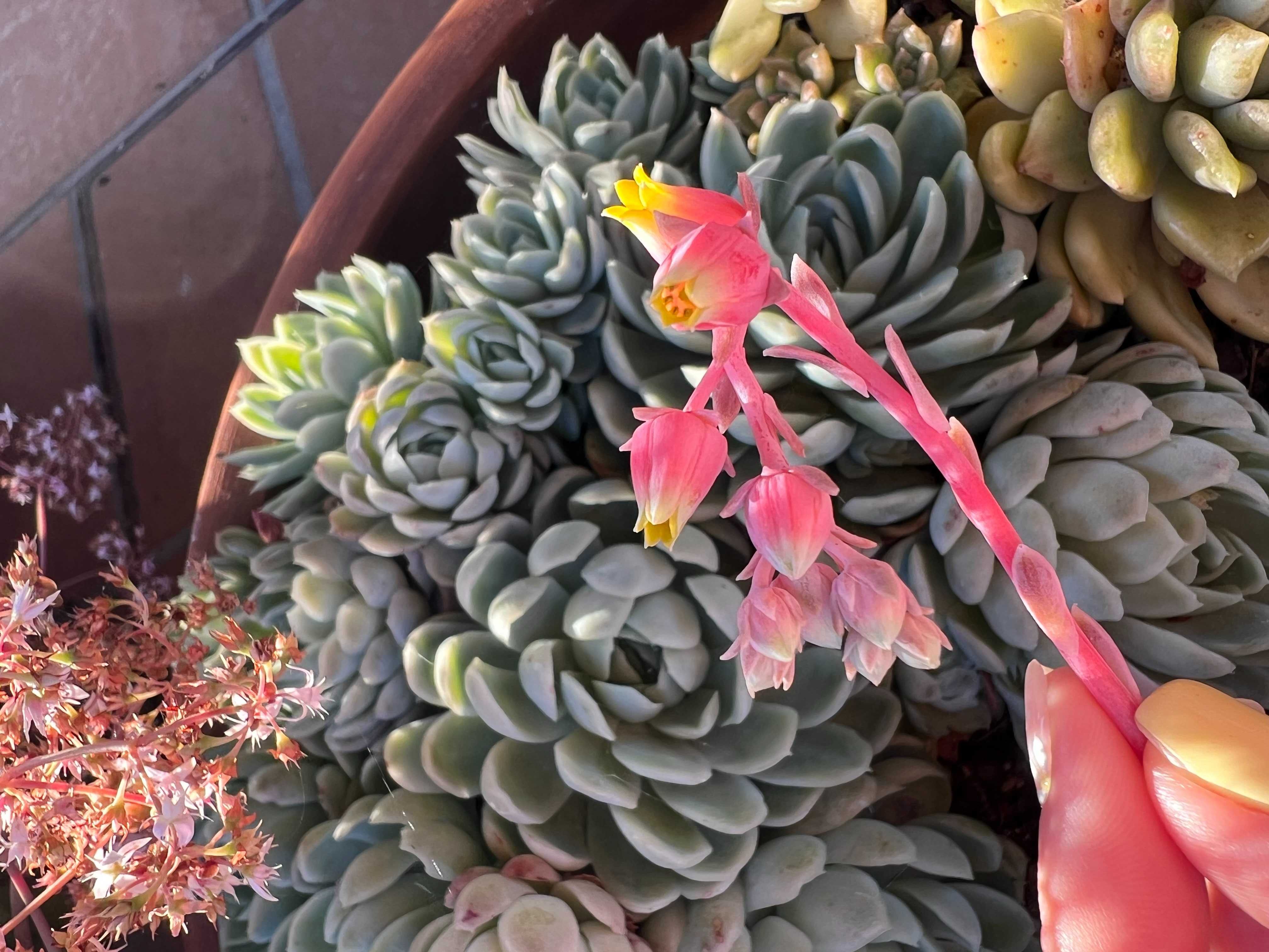 Suculenta Echeveria Elegans