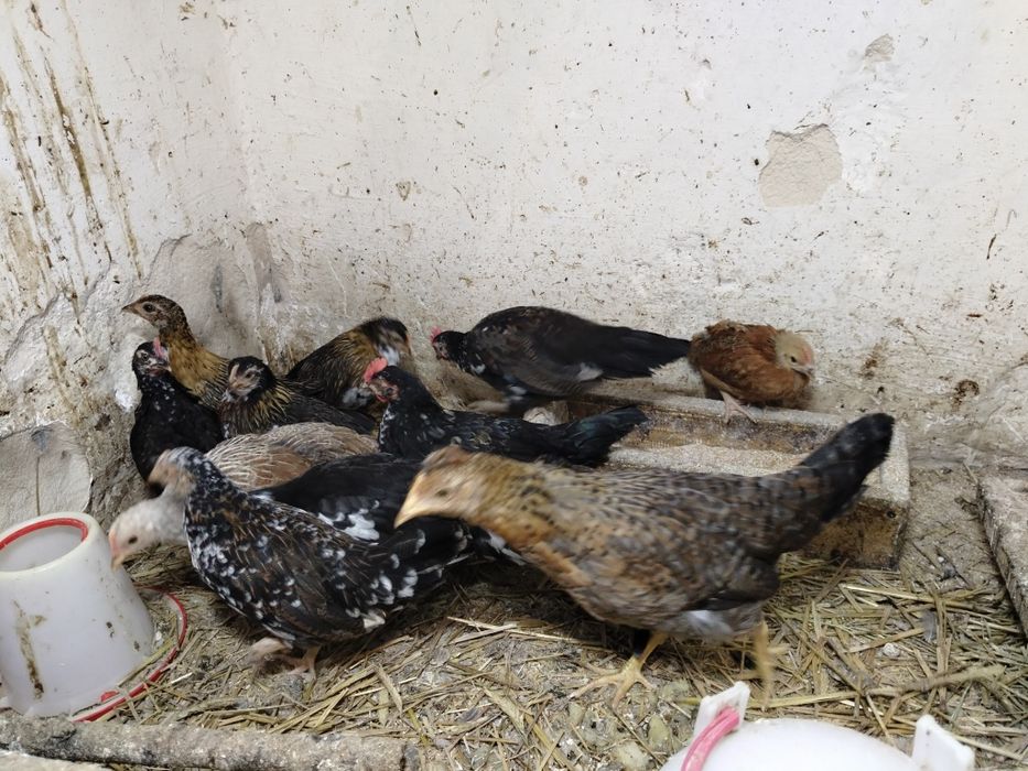 Jaja lęgowe kurek rajskich