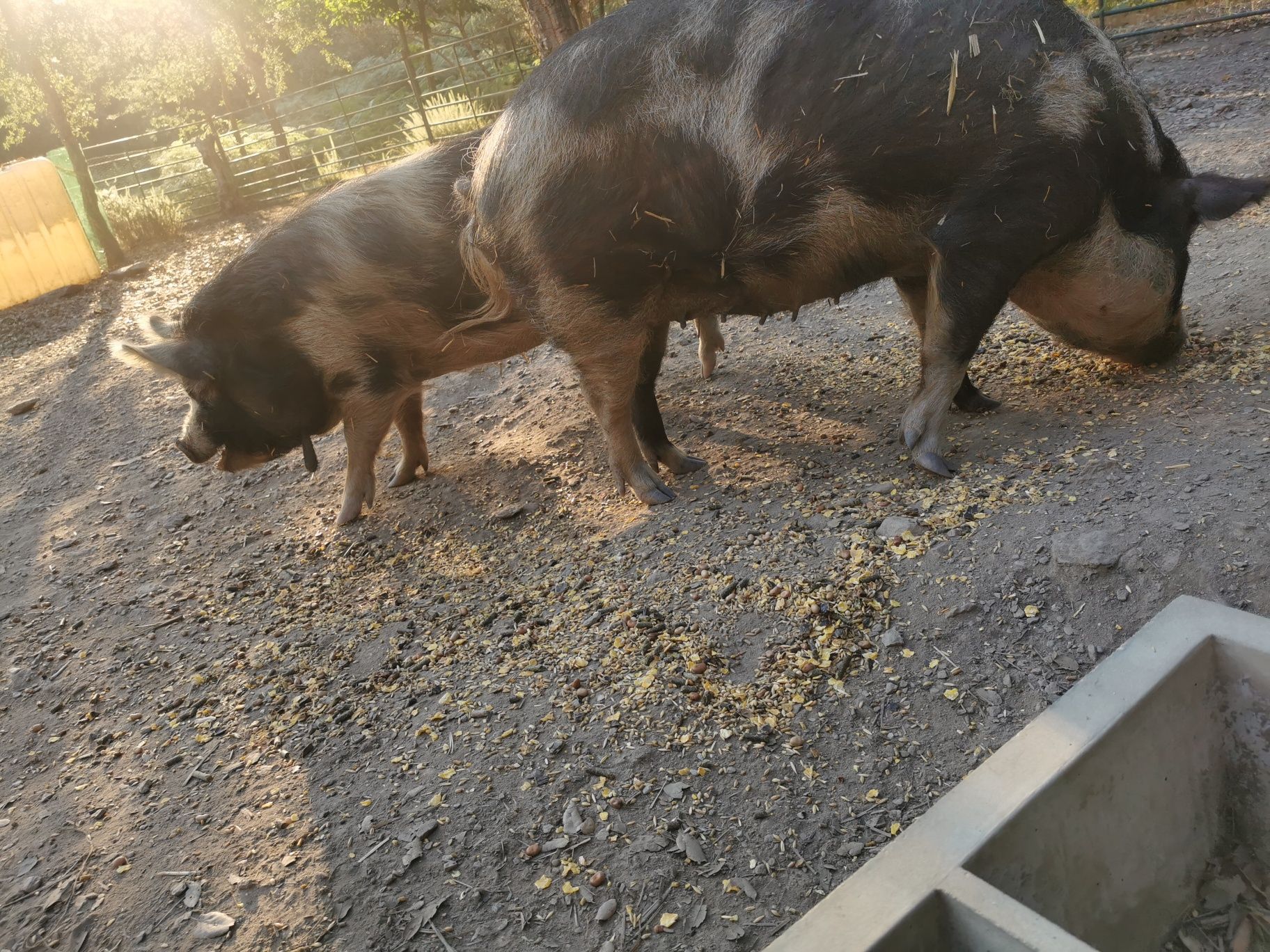 Kune kune porcos fêmea