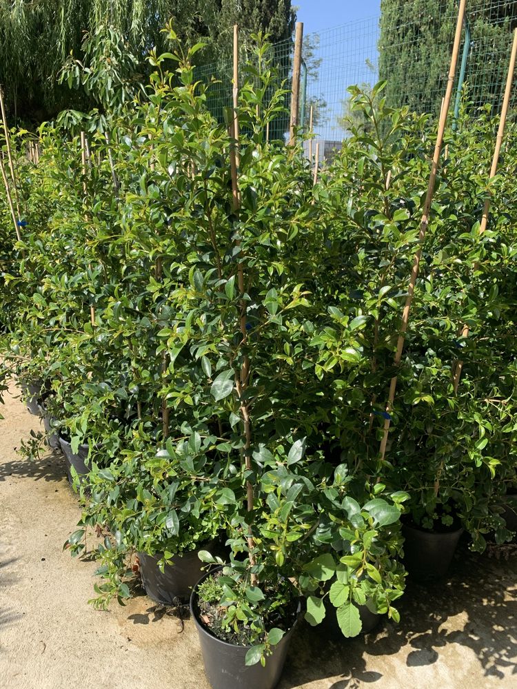 Eugénias Newport — Sebe perfeita para o seu jardim.