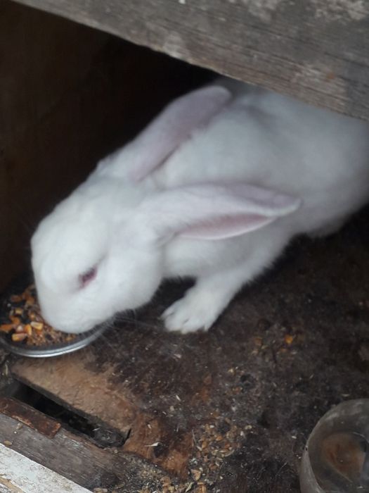 Кролик в подарок