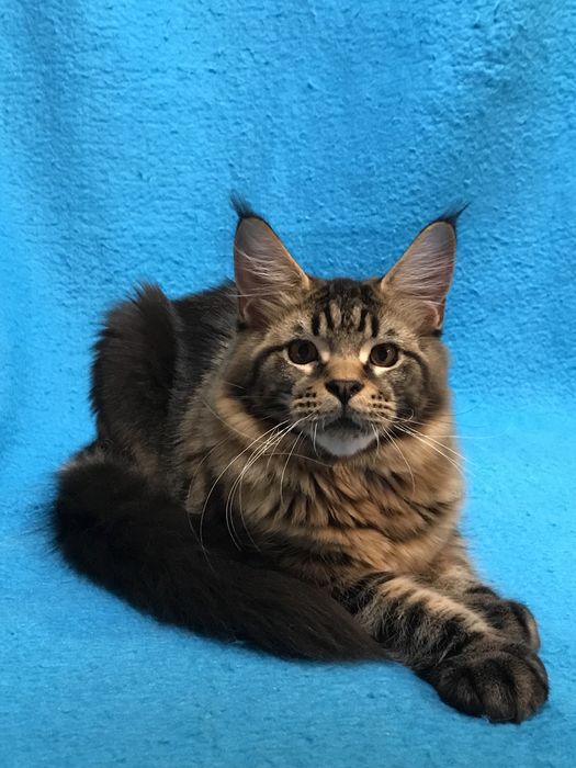 Хлопчик чорний мармуровий