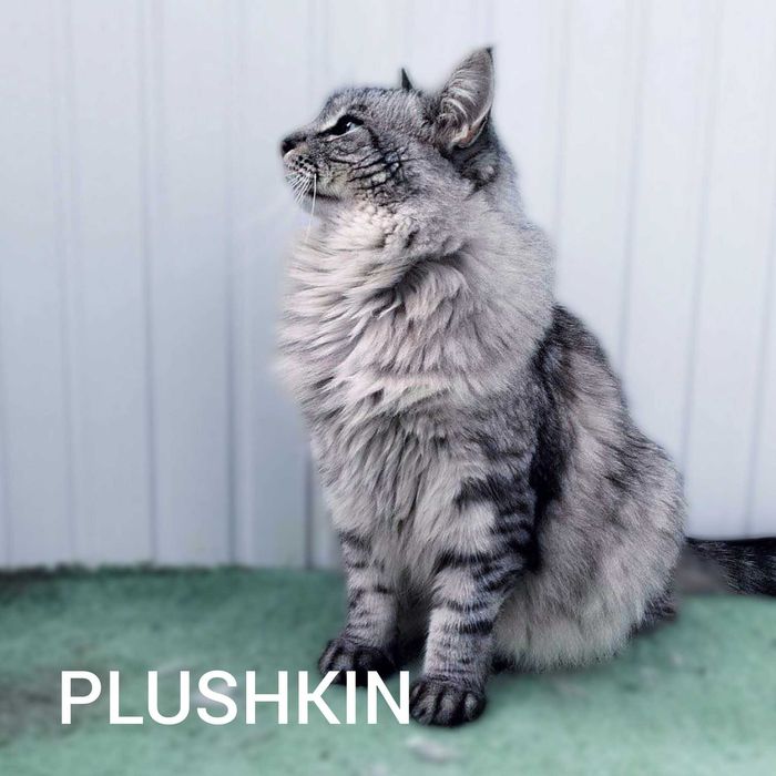 Koty w typie rasy syberyjskiej do adopcji