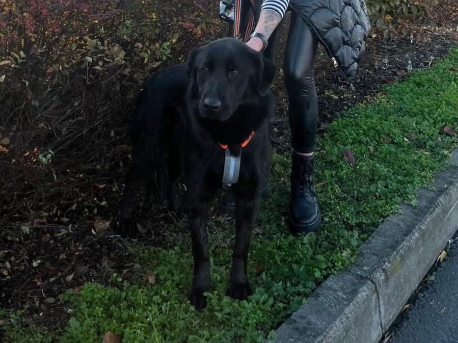 Loca ,sunia w typie Labrador szuka domu.