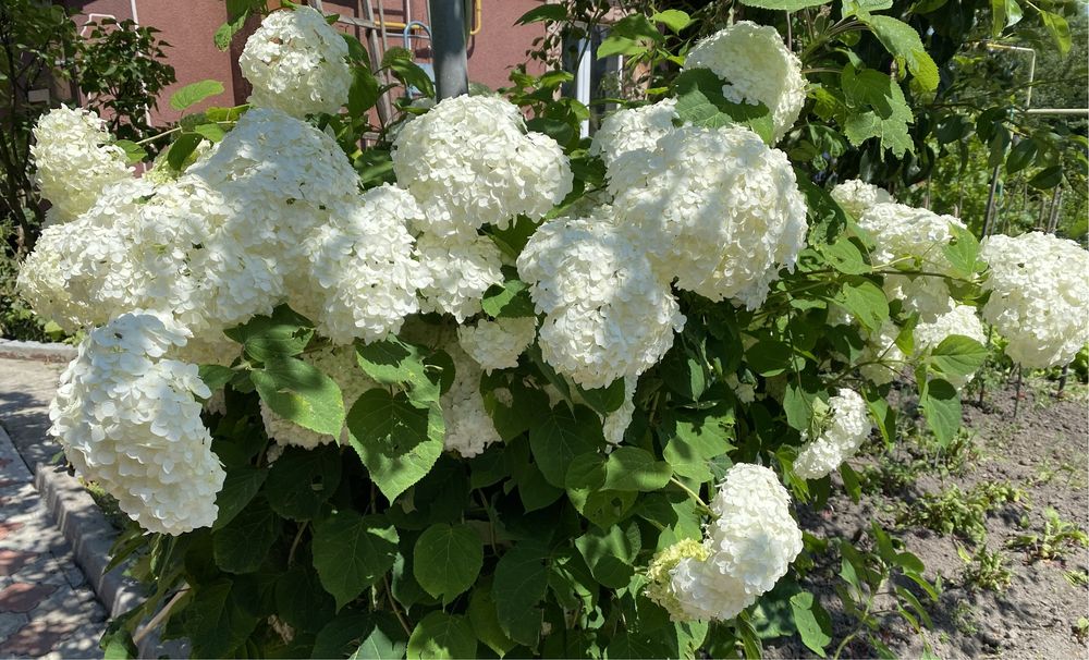 Сирень біла і темнофіолетова, Гортензия древовидная Аннабель