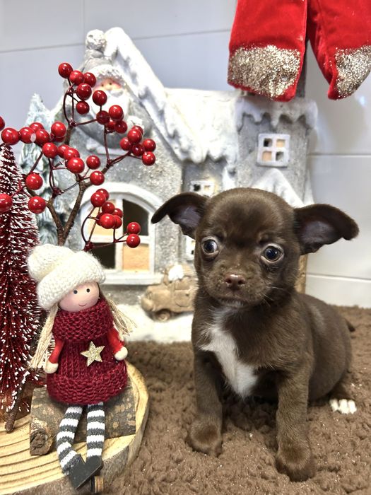 Menino chihuahua chocolate