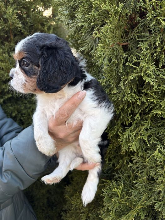 Cavalier King Charles Spaniel
