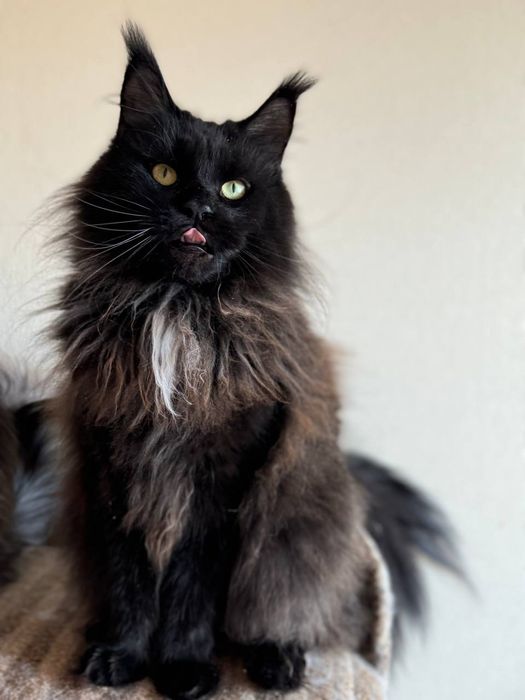 Дівчинка мейн кун в розведення