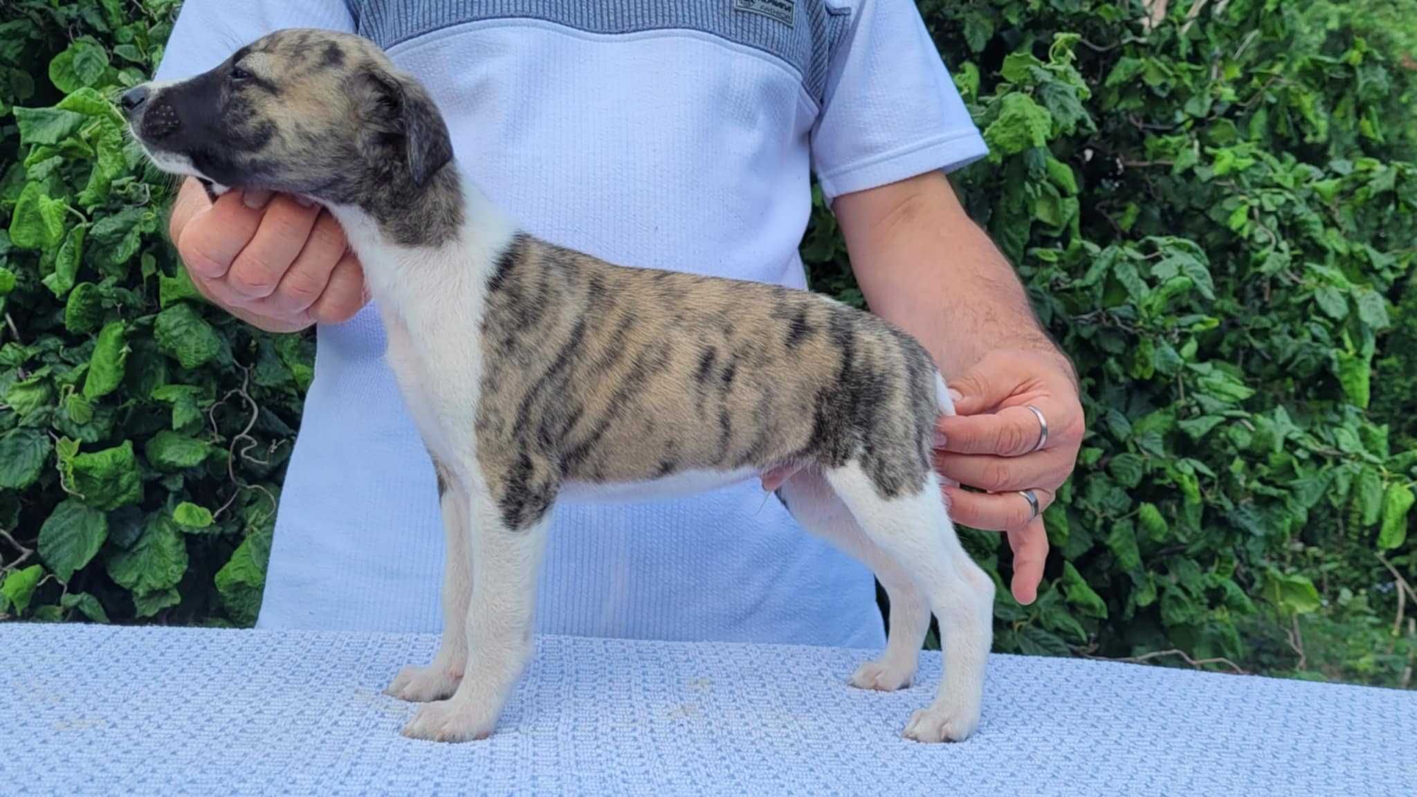 Whippet szczeniak piesek