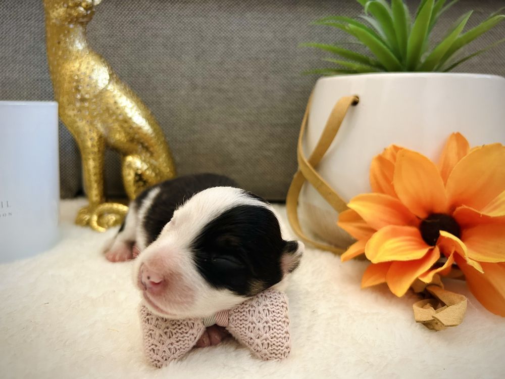 Excelente menia  border collie tricolor