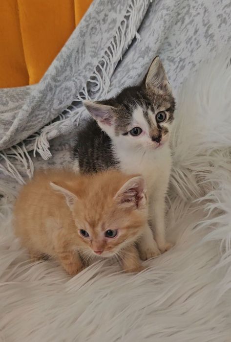 Kotki szukają domów