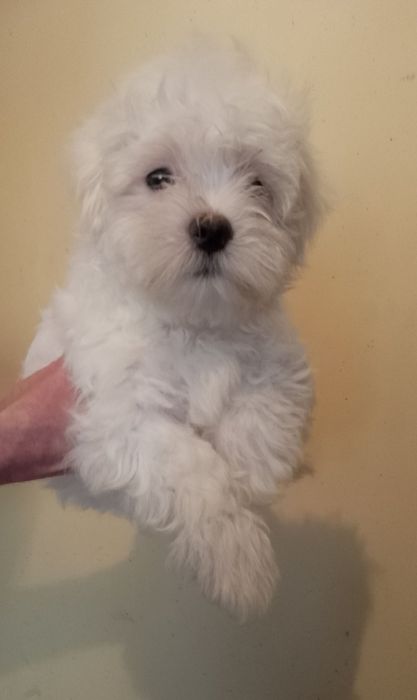 Найгарніші хлопці мальтезе