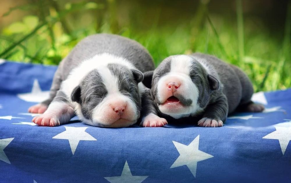 Голубые малыши в тяжолом типе ..