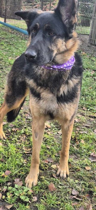 Suczka około półtora roku