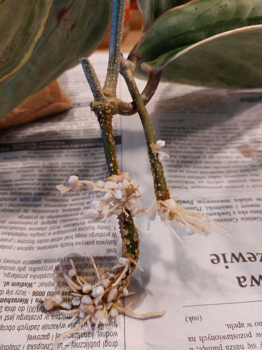 Hoya macrophylla/latifolia albomarginata