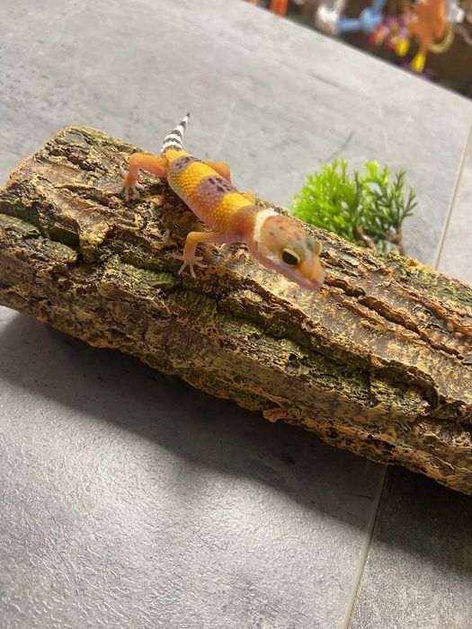 Gekon lamparci Sklep Zoologiczny Gruby Kocur