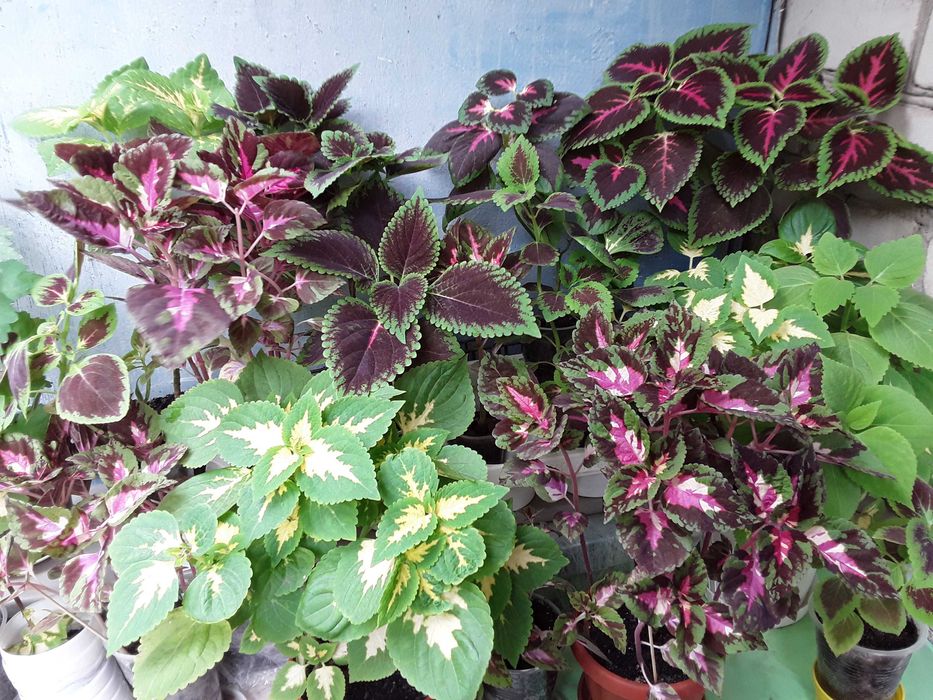 Колеус . Свіжі паростки. Кімнатна рослина.