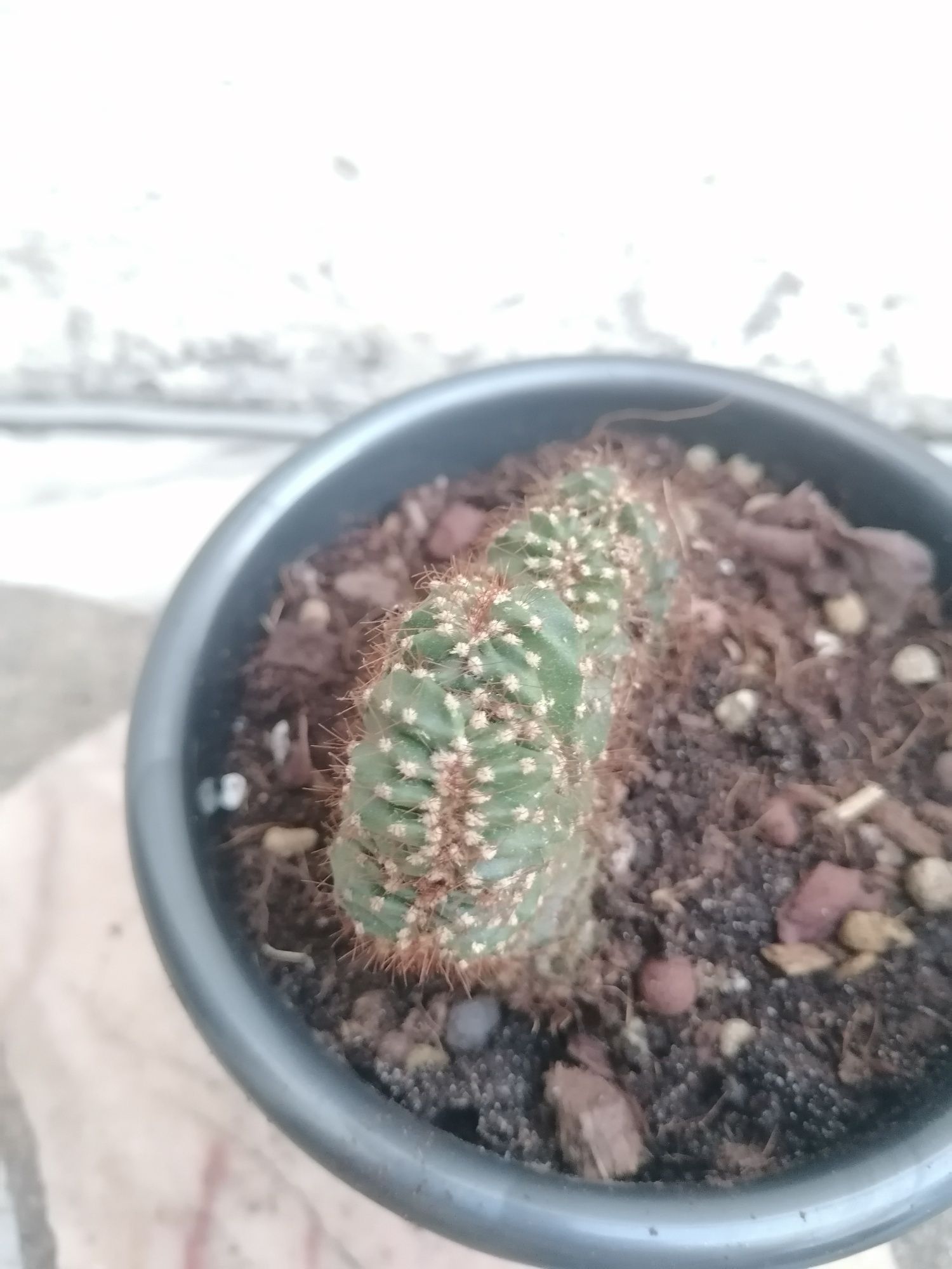 Cato Lophocereus marginatusf. cristata