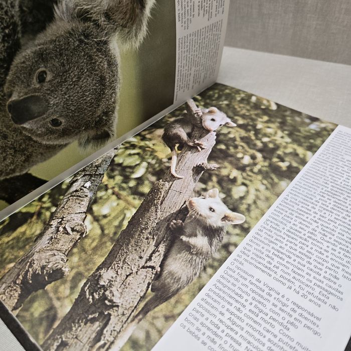 Livro O Mundo Dos  Animais FILHOTES