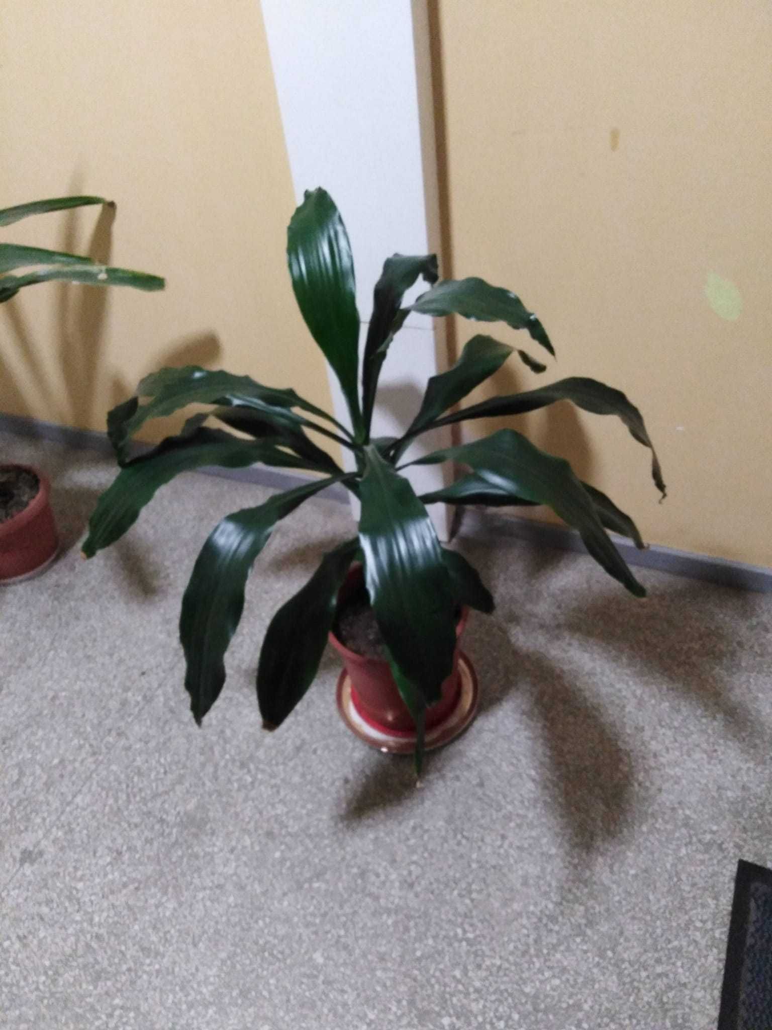 Dracena szerokolistna błyszcząca