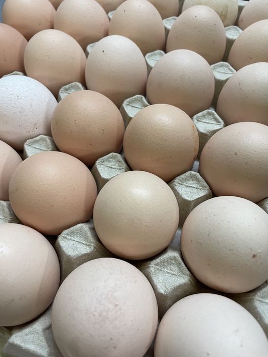 Jajka wiejskie wolny wybieg Dowóz