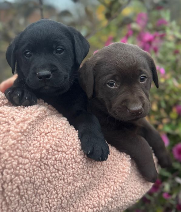 Продам цуценят лабрадора