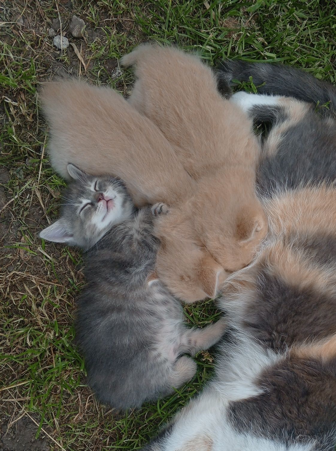 Маленькі кошенята