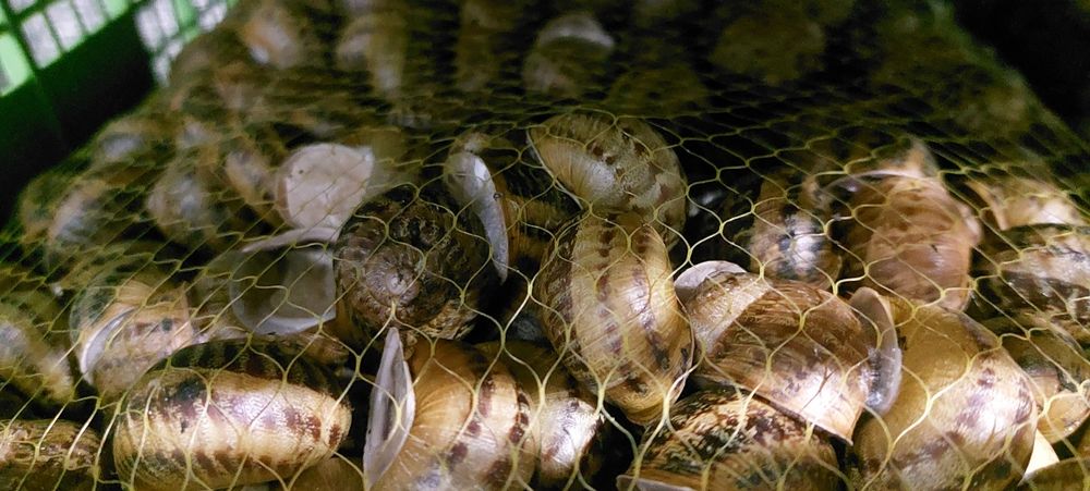 Равлики Helix Aspersa Muller Маточне поголів'я(стадо)