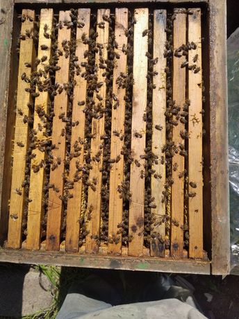 Продам Пчёл, пчелы, пчелосемьи   хорошие сильные семьи продам пасеку
