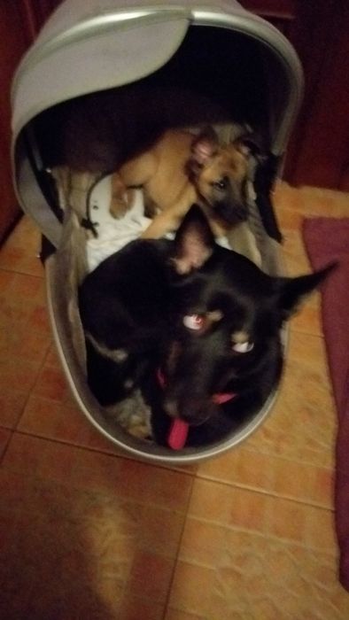 Нужен корм для животных