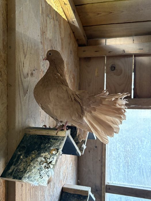 Pawiki żółte młode