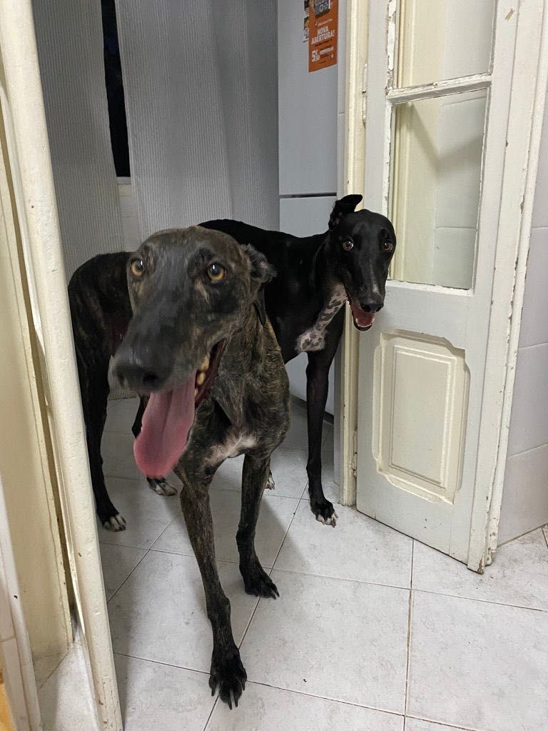 Pet Sitting Lisboa e Arredores