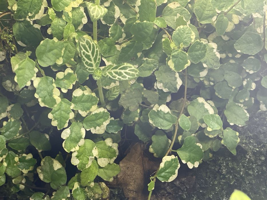 Фікус Вайт Сані