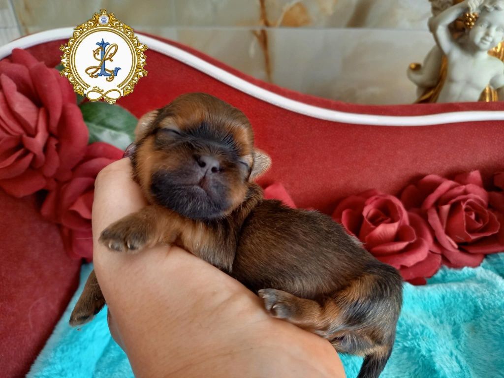 Shih Tzu rodowodowa drobna suczka