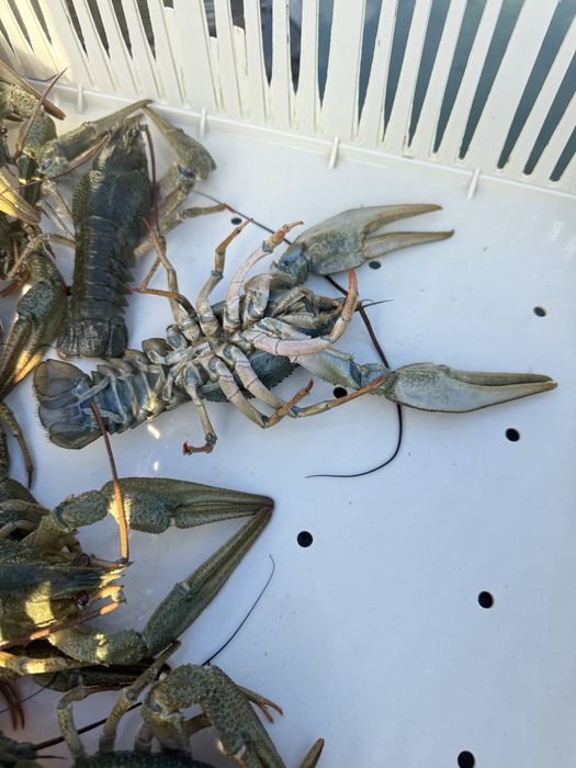 Живі та варені раки