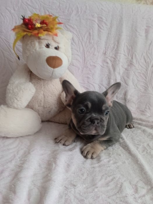 Французький БУЛЬДОГ дівчинка блу тан.