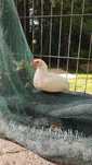 Araucana kogut kura zboże zamiana